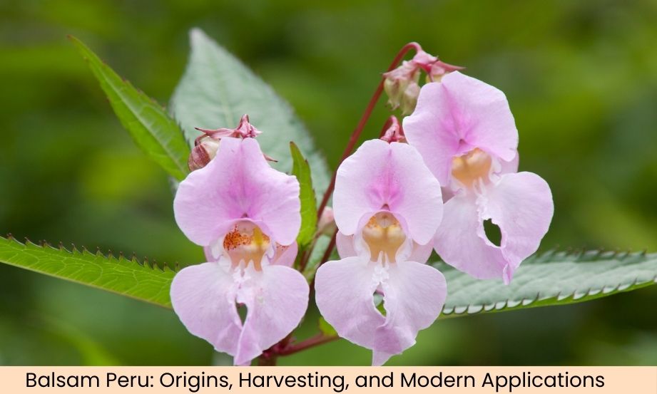 The History and Origins of Balsam Peru