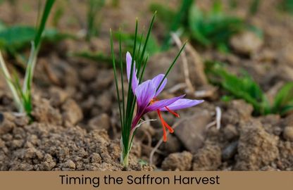 Timing the Saffron Harvest