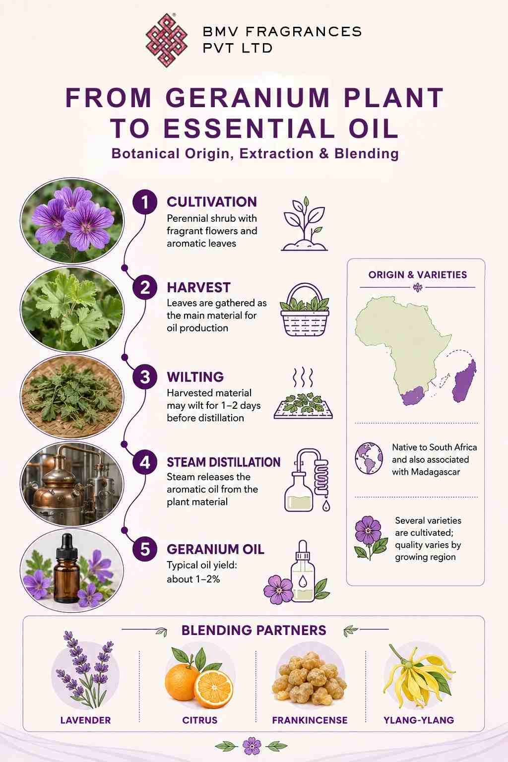 Geranium plant to essential oil production process showing cultivation, harvesting, wilting, steam distillation and geranium oil extraction