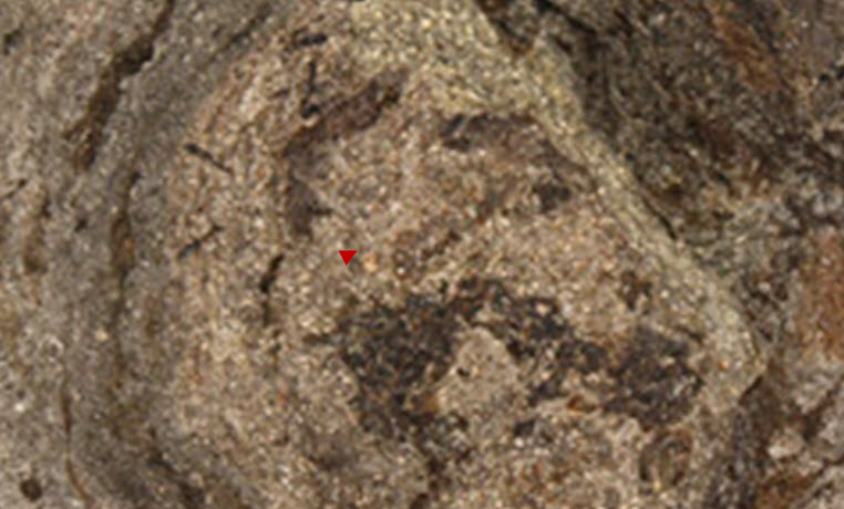 Ambergris Perfumery Base Supplier