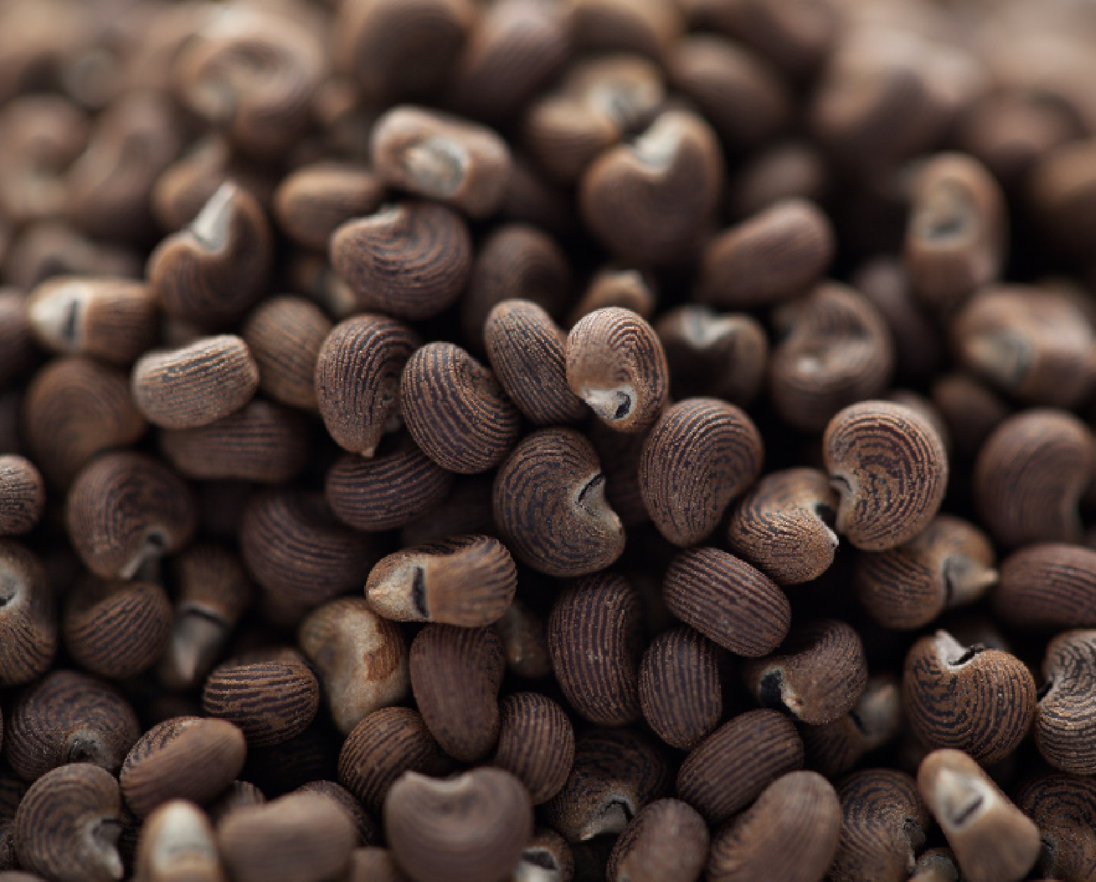 Ambrette Seed Perfumery Base Supplier