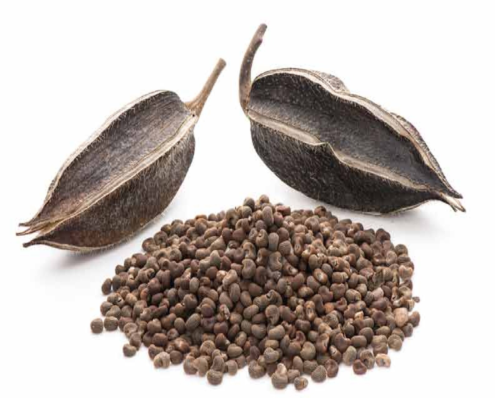 Ambrette Seed Reconstitution