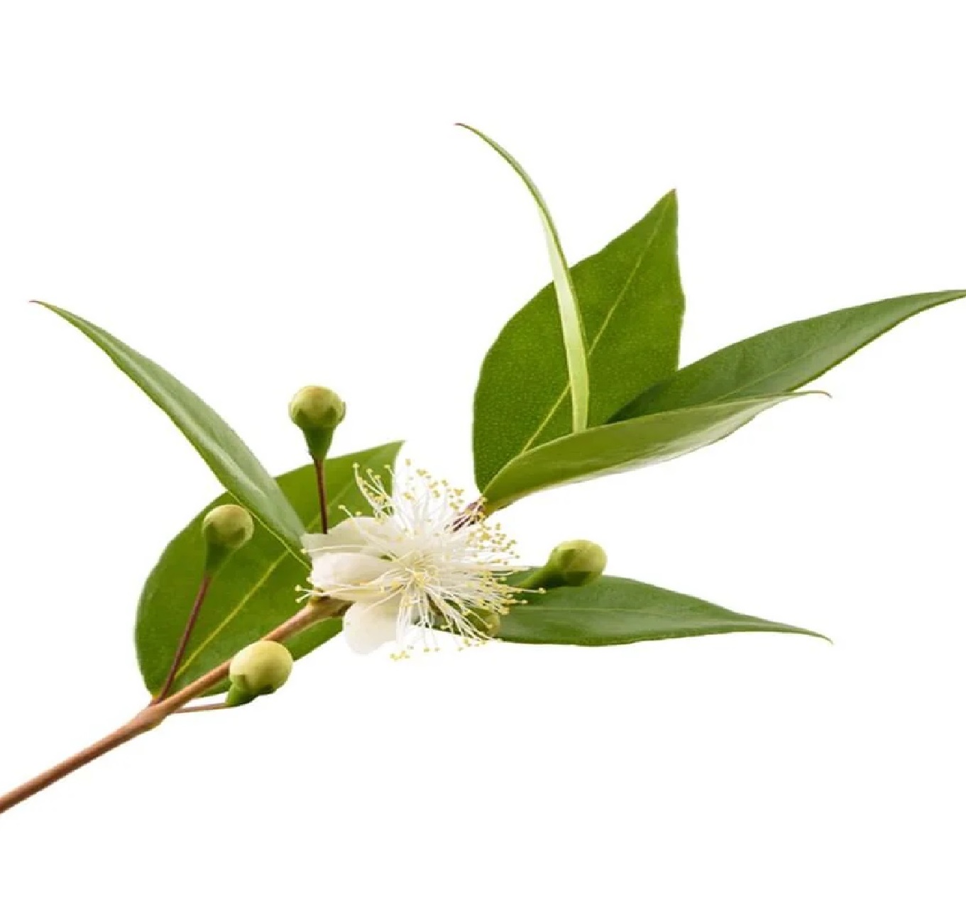 Amyris Reconstitution Supplier