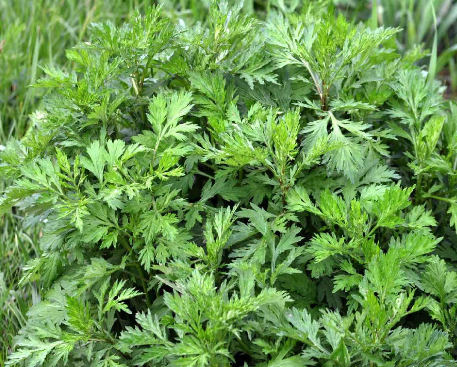 Armoise Reconstitution Supplier