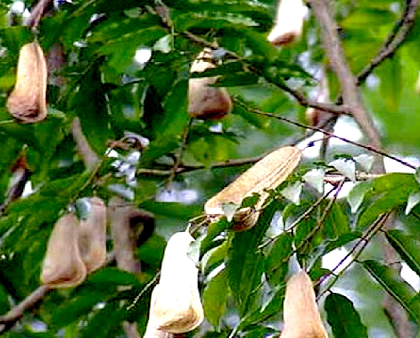 Balsam Peru Reconstitution Manufacturer