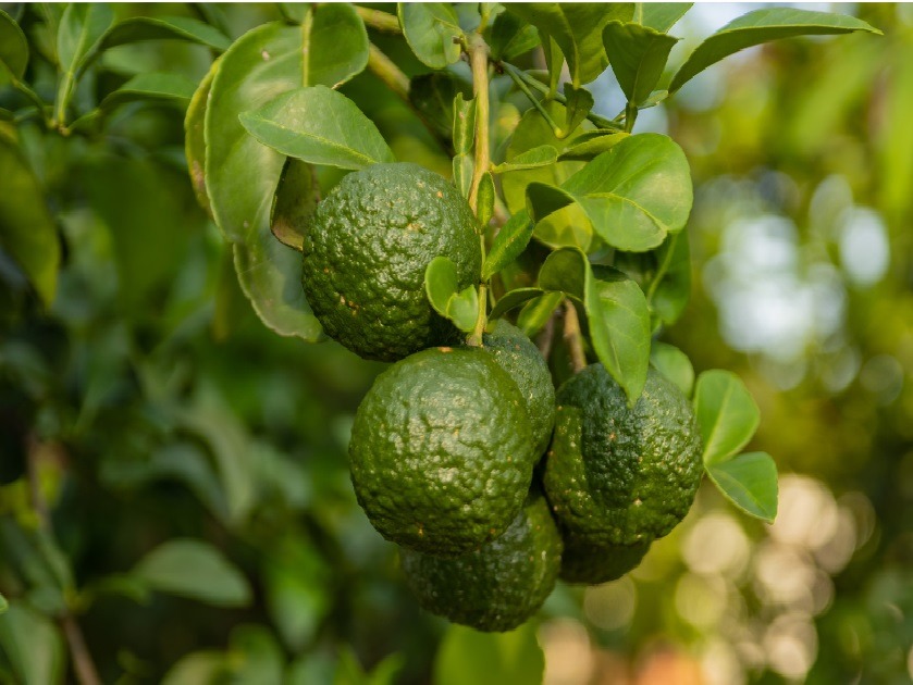 Pure and Natural Bergamot Oil Supplier