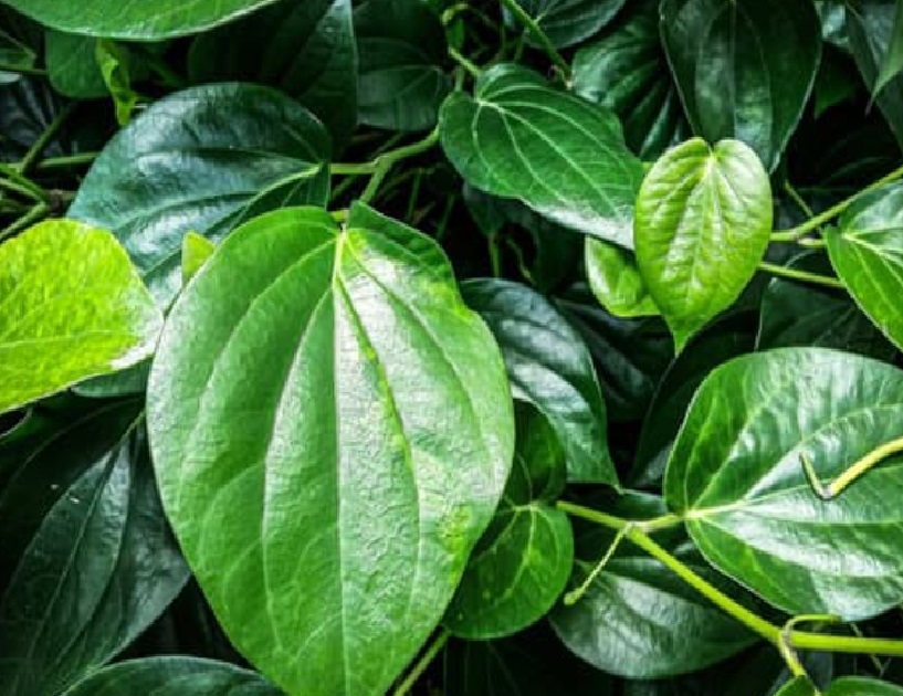 Betel Leaf Reconstitution