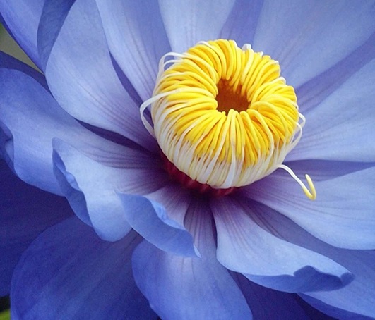 Blue Lotus Perfumery Base Supplier