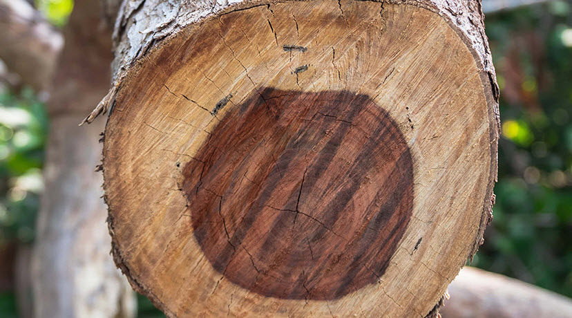 Bois De Rose Perfumery Base Supplier