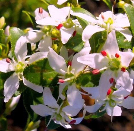 Buchu Reconstitution Supplier