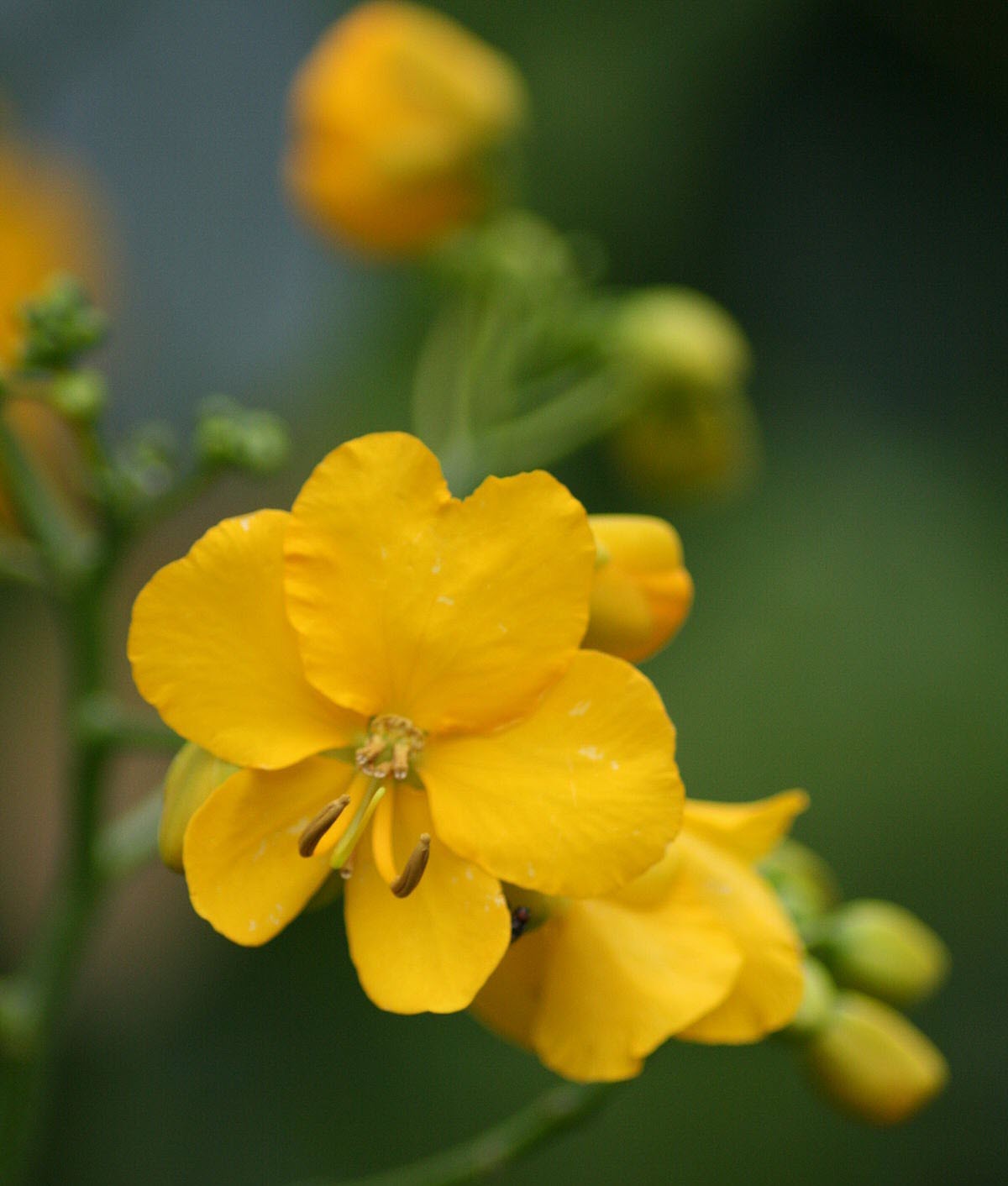 Cassia Reconstitution