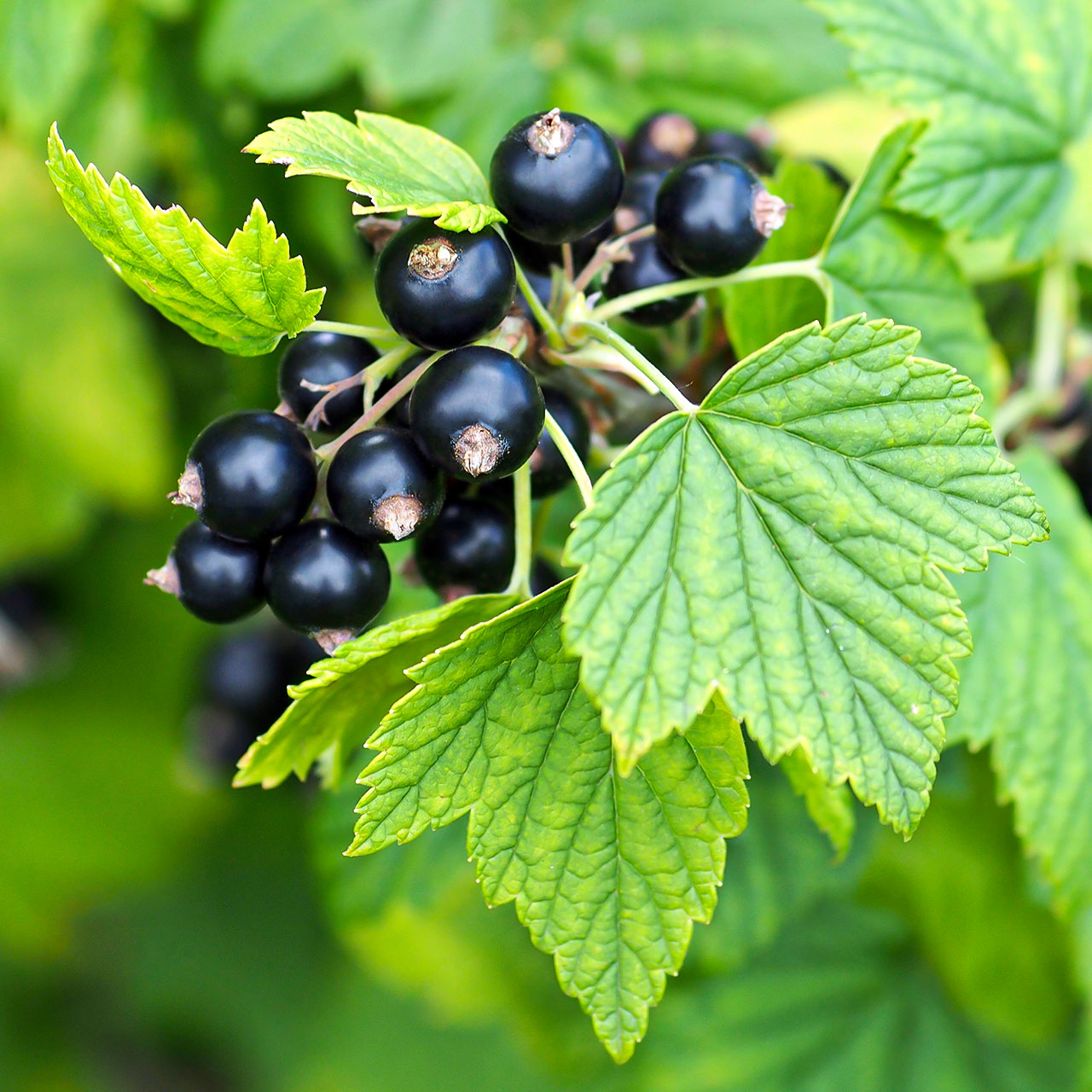 Cassis Base (Blackcurrant) Perfumery Base Supplier