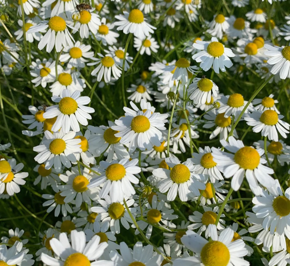 Chamomile Oil Supplier