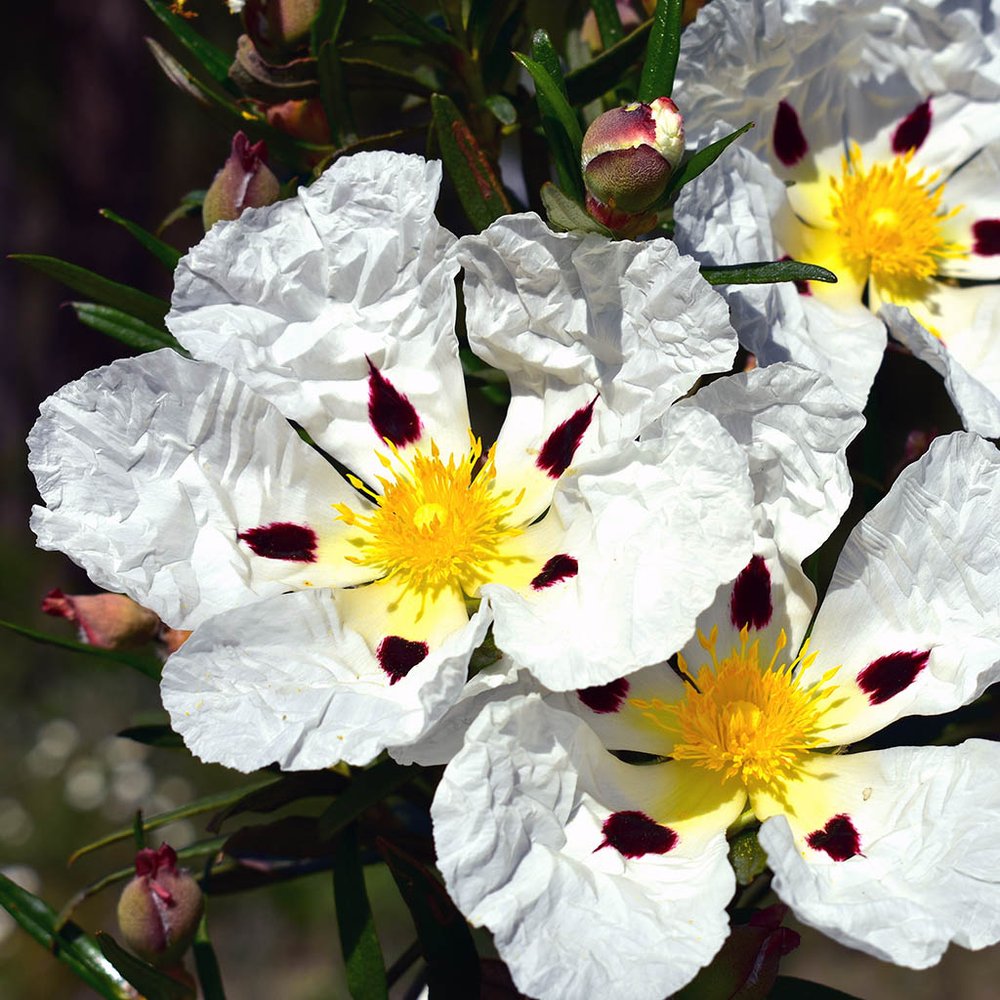 Pure and Natural Cistus Oil