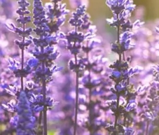 Clary Sage Perfumery Base Supplier