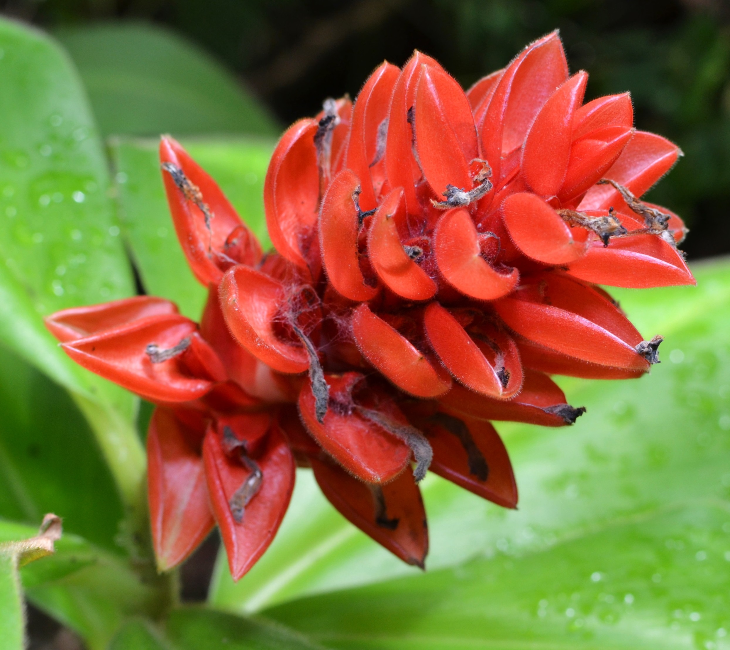 Costus Reconstitution Manufacturer