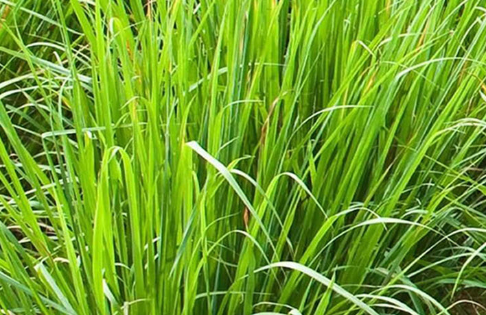 Fixative Perfumery Base Supplier