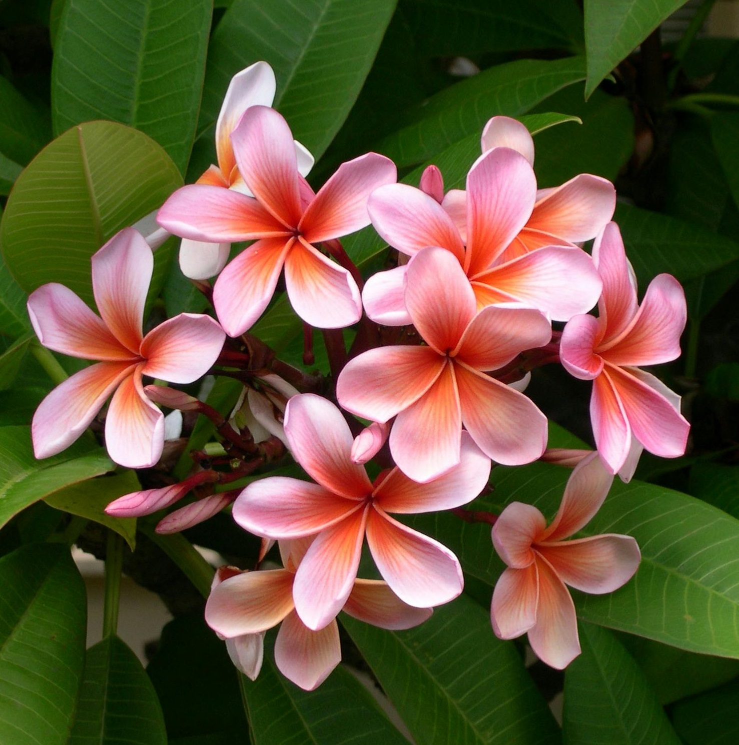 Frangipani Reconstitution Manufacturer