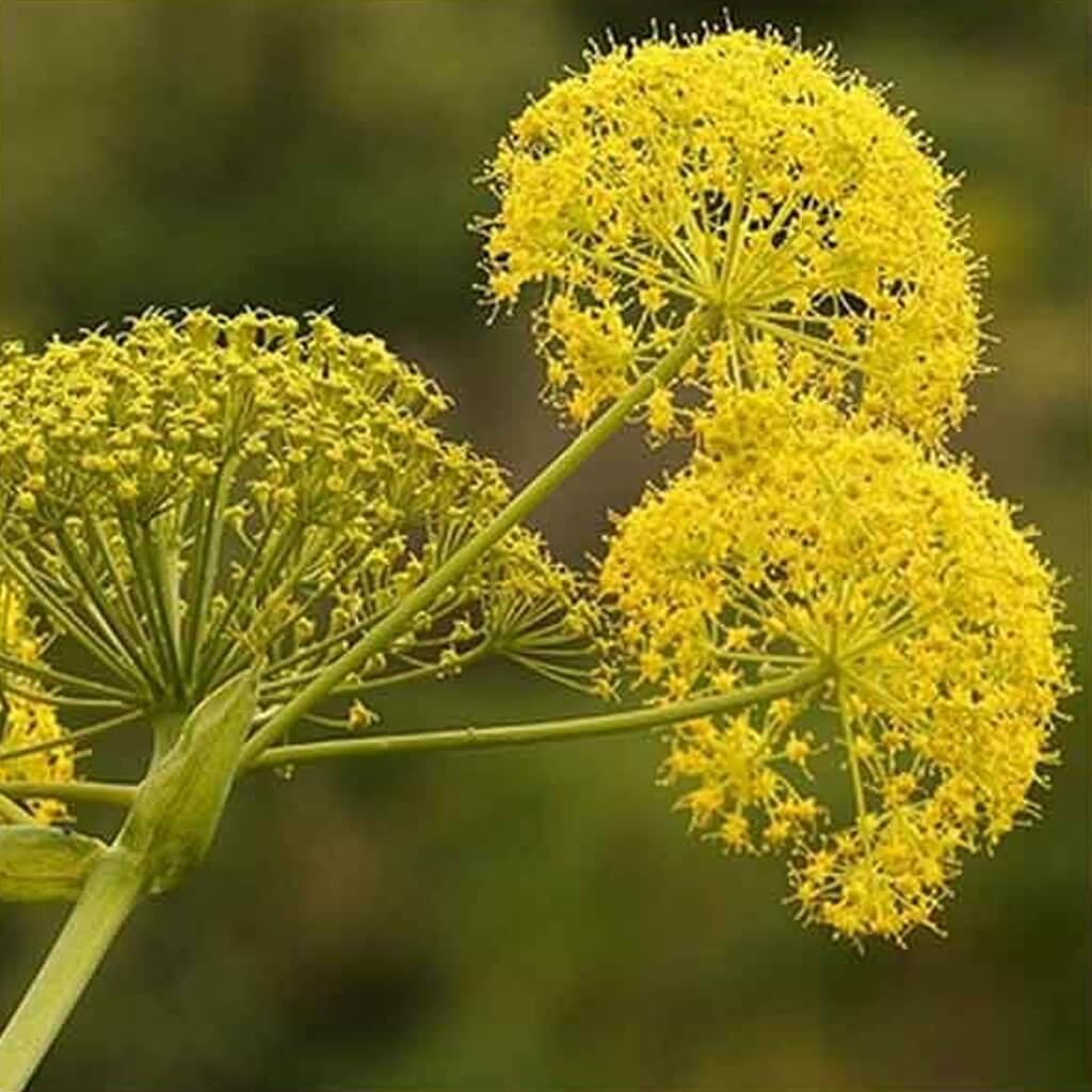 Galbanum Reconstitution Manufacturer & Supplier