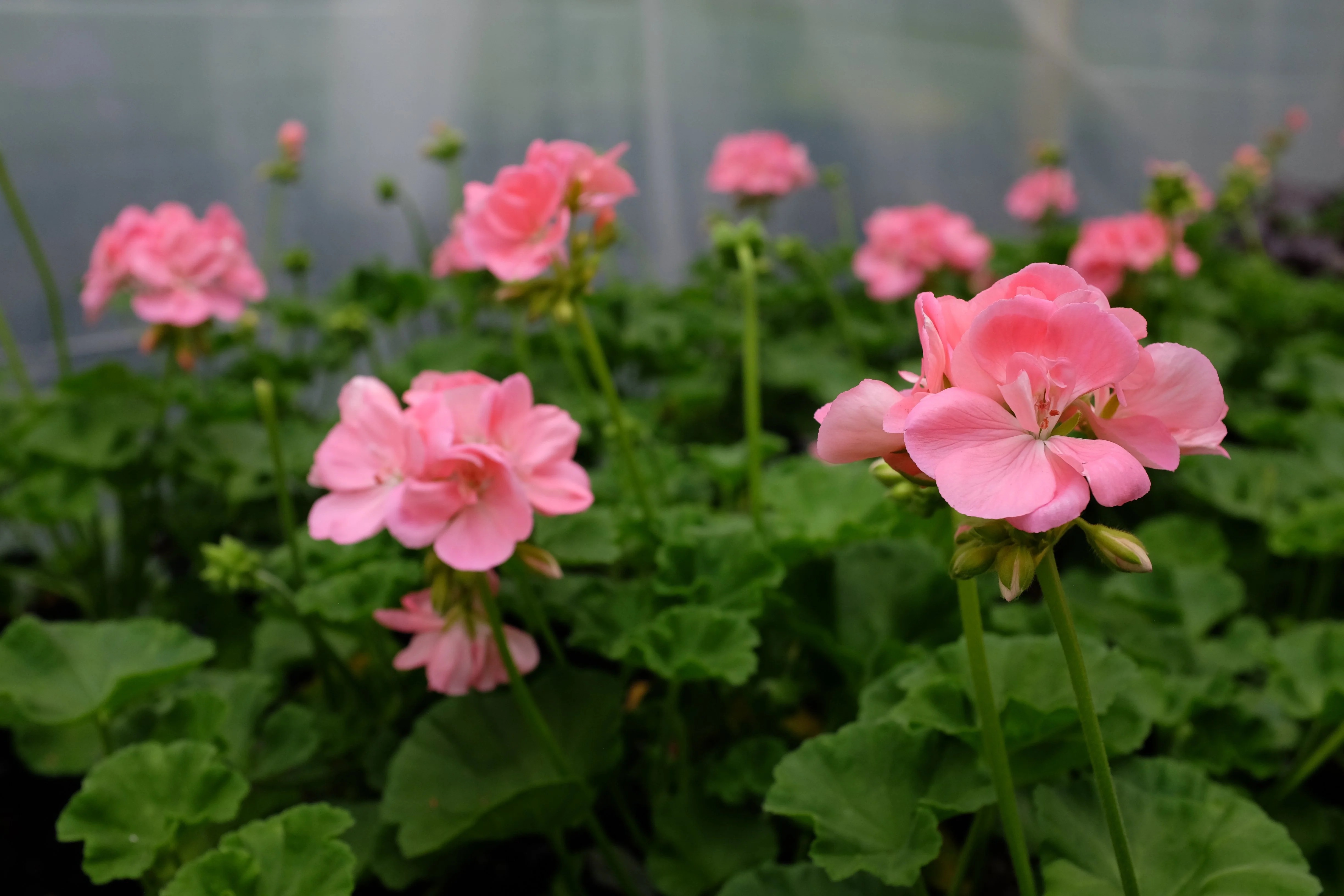 Geranium Perfumery Base Supplier