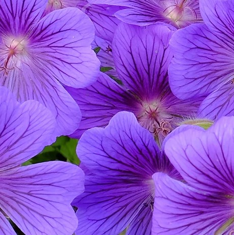 Geranium Manufacturer & Supplier