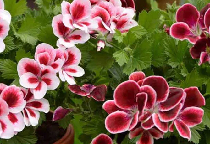 Geranium Reconstitution