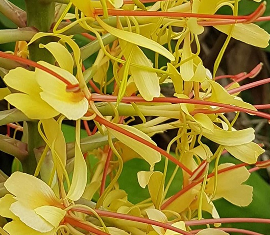 Ginger Lily Perfumery Base Supplier