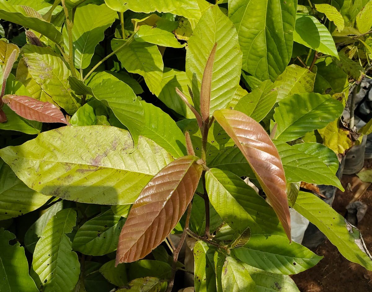 Gurjun Essential Oil Manufacturer & Supplier