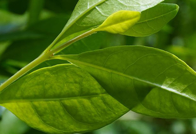 Hina Perfumery Base Supplier