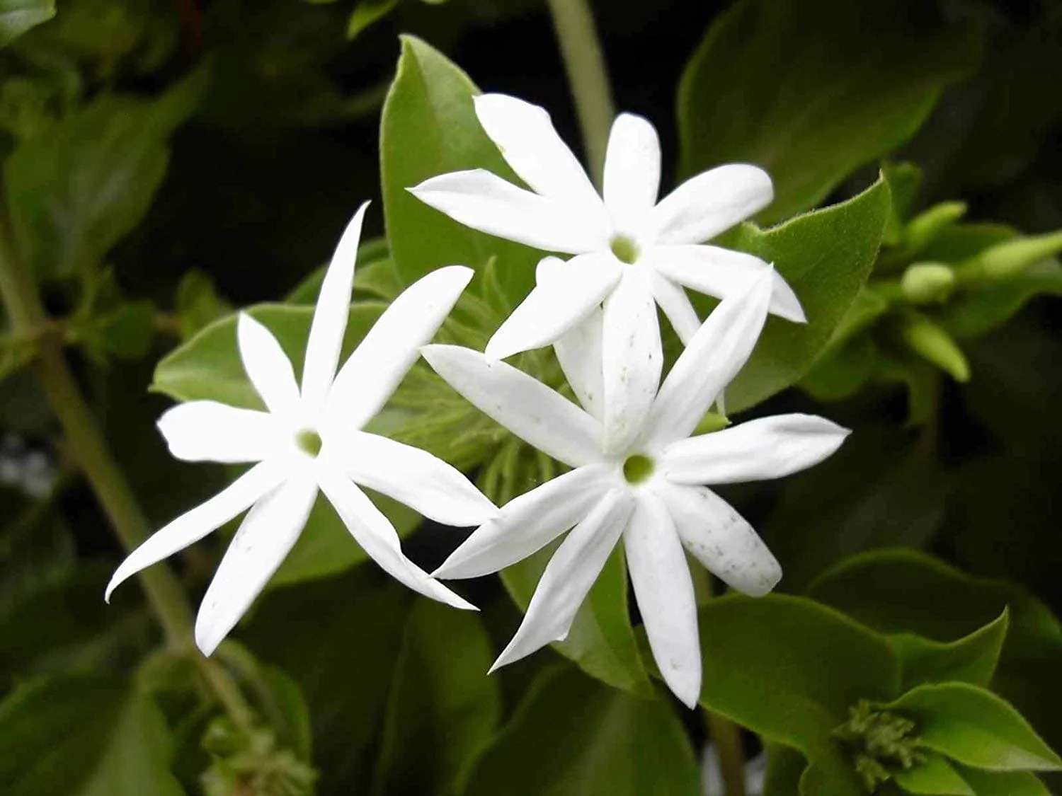 Jasmine Perfumery Base Supplier
