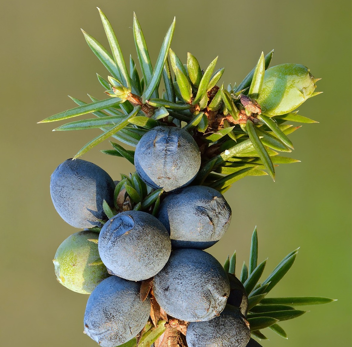 Juniper Berry Reconstitution Supplier
