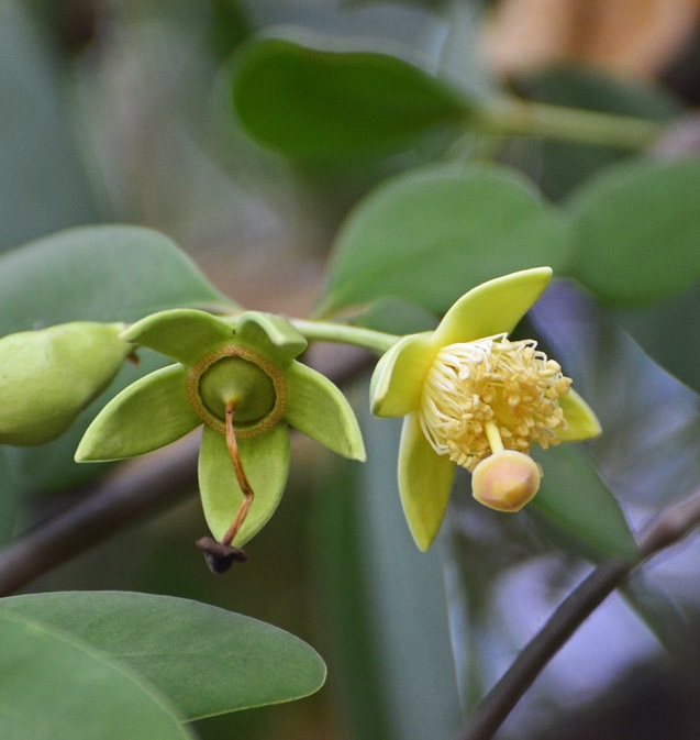 Kewra Reconstitution Manufacturer