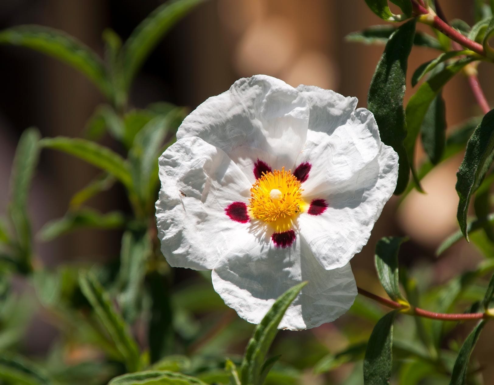 Pure Labdanum Manufacturer & Supplier