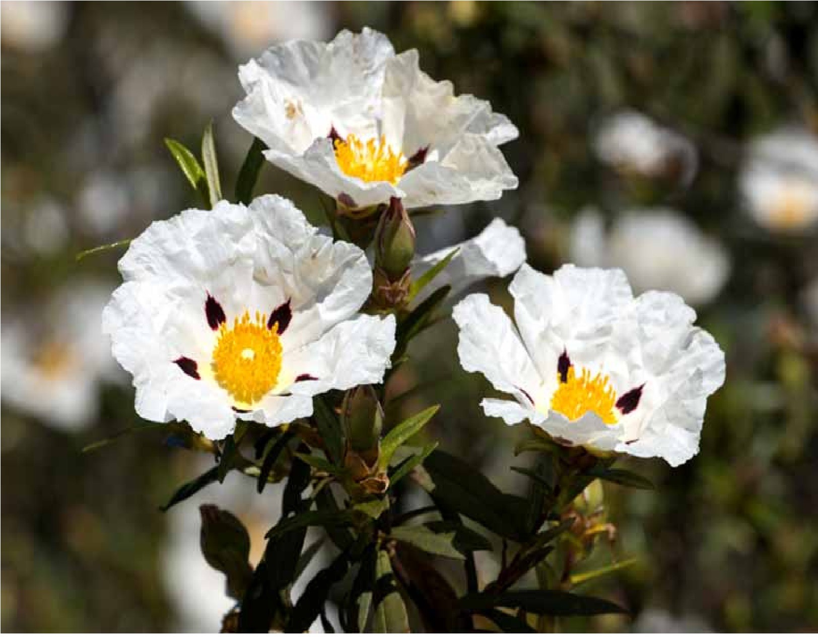 Labdanum Reconstitution