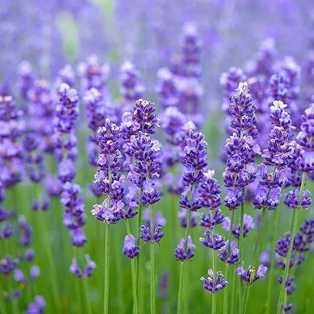 Lavender Pure & Natural