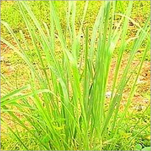 Lemongrass Reconstitution Supplier