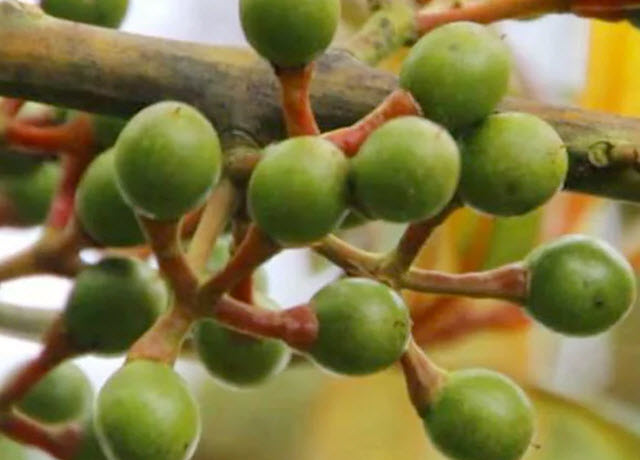 Litsea Cubeba Reconstitution Supplier