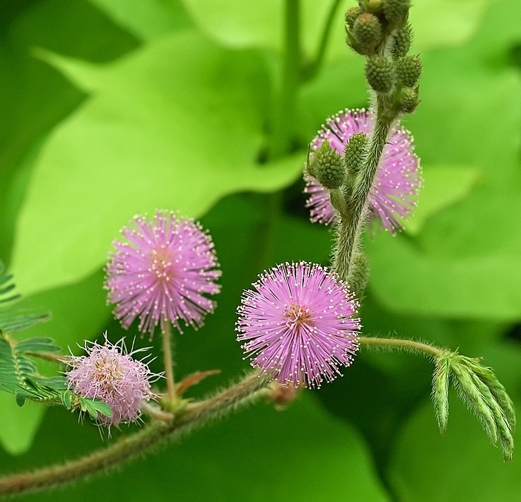 Mimosa Reconstitution Manufacturer