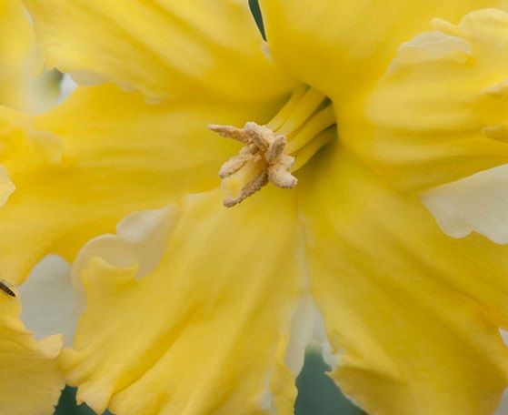 Narcissus Reconstitution Supplier