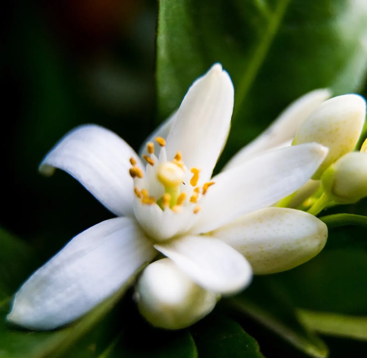 Neroli Reconstitution Manufacturer