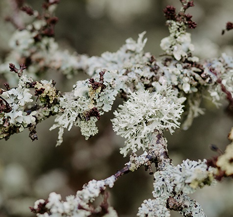 Oakmoss Absolute Manufacturer & Exporter