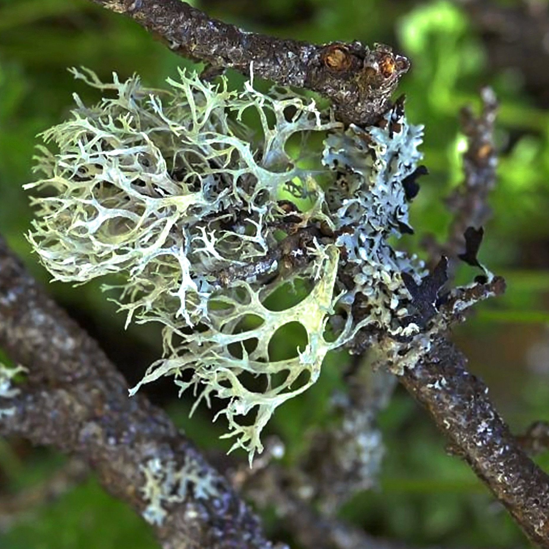 Oakmoss Reconstitution