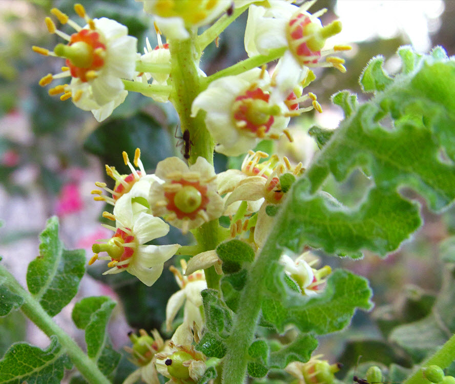 Olibanum Reconstitution Manufacturer & Supplier