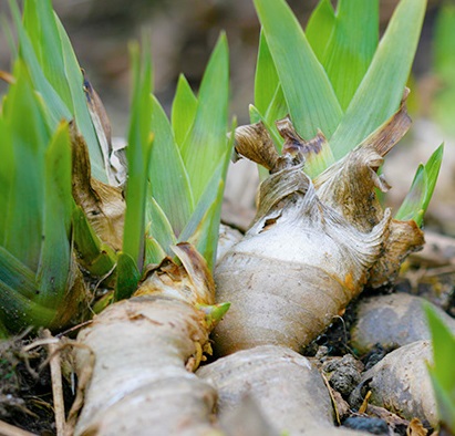 Orris Root Oil Manufacturer