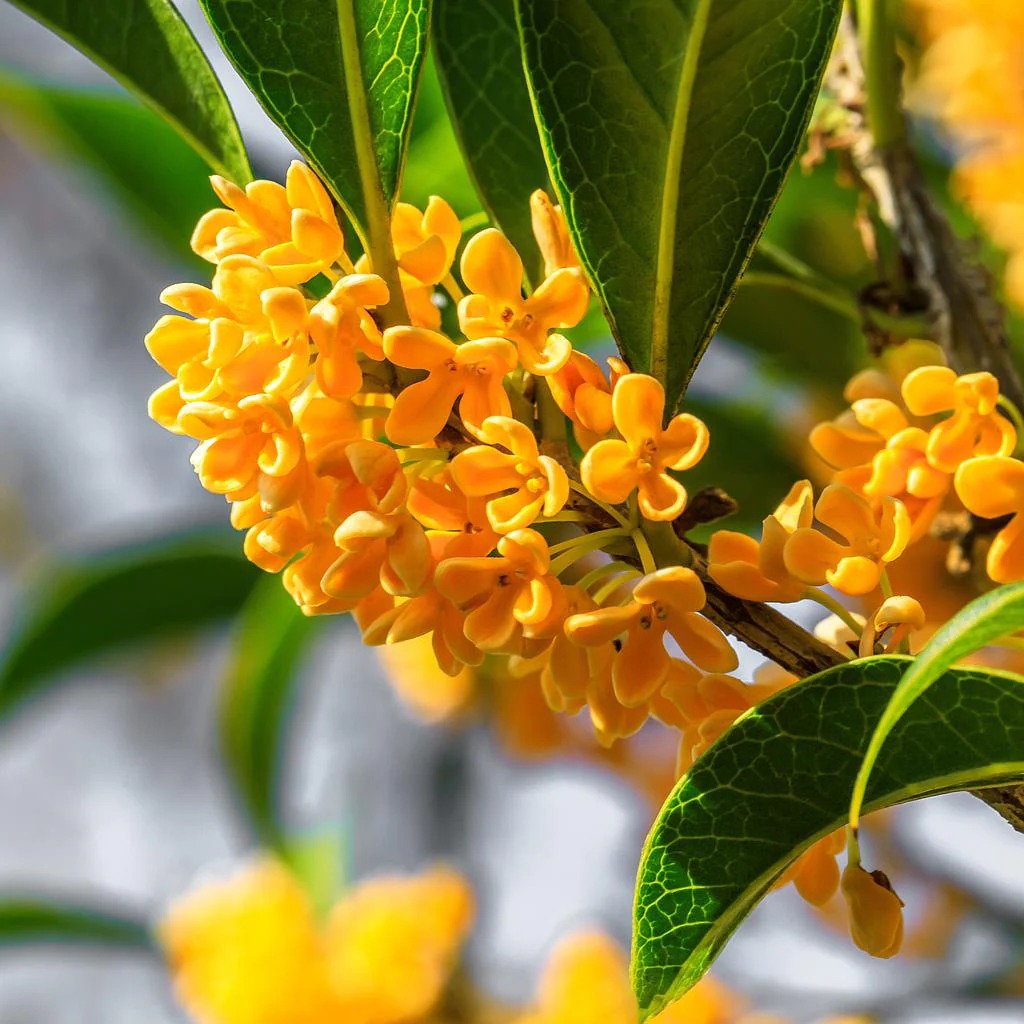 Osmanthus Reconstitution Supplier