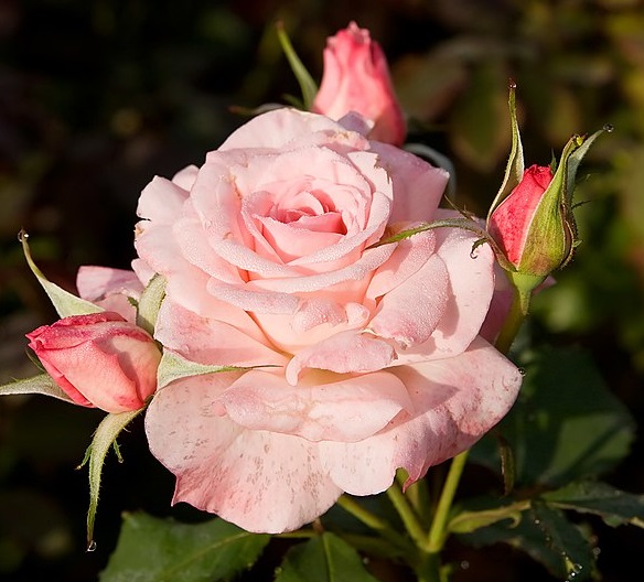 Rose Otto Oil Manufacturer