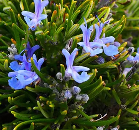 Rosemary Essential Oil Supplier
