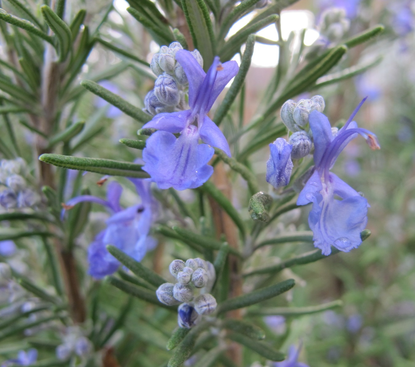 Rosemary Oil Manufacturer