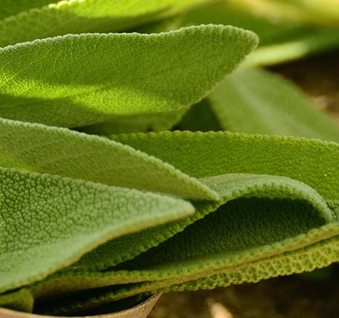 Sage Reconstitution Supplier