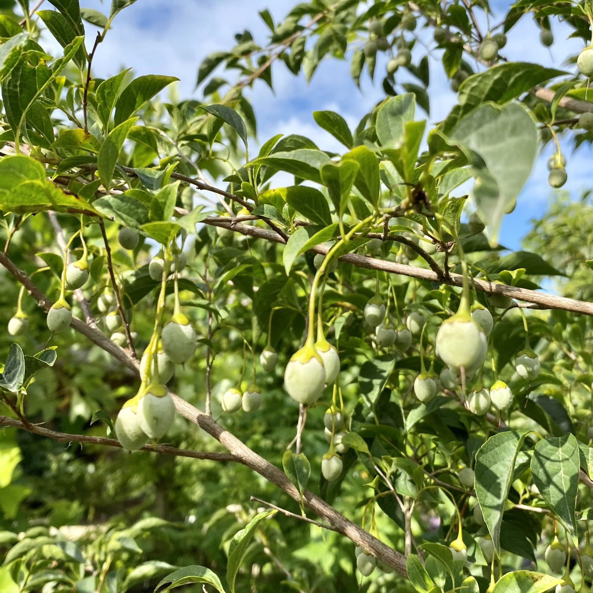 Pure & Natural Styrax (Storax) Manufacturer & Supplier